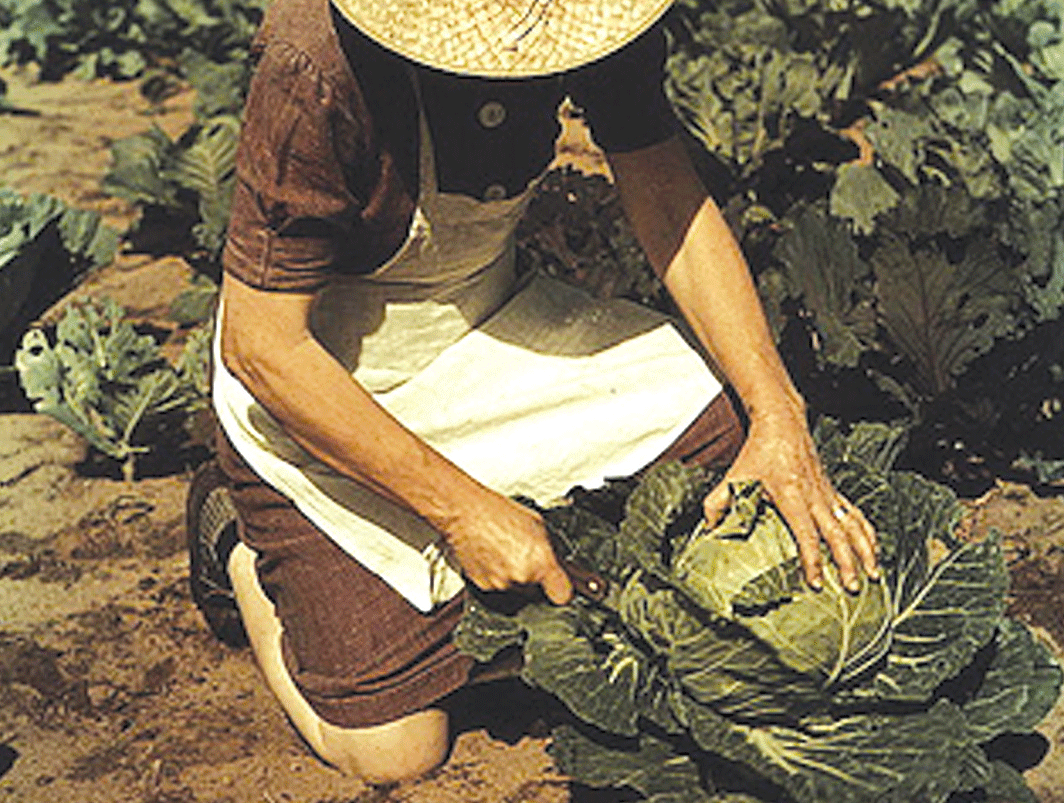 vintage photo of farmer